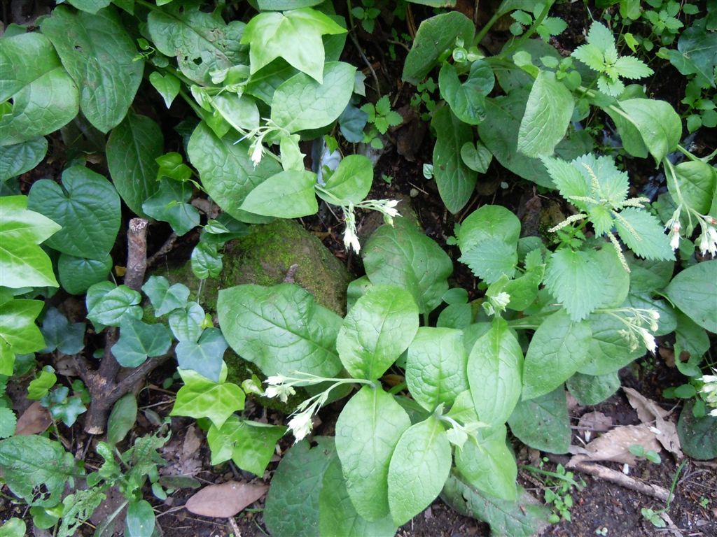 Symphytum bulbosum